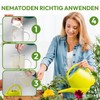 SF nematodes for controlling fungus gnats, thrips and other pests