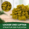 sphagnum-shop.com Real Decorative Moss Reindeer Moss in Yellow 500 g