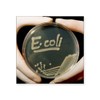 CafePress Petri Dish Culture of Ei Bacteria Square Sti Square