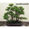 Tree Serissa Tree Pink Mountain House Plant Fairy Garden Plant