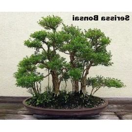 Tree Serissa Tree Pink Mountain House Plant Fairy Garden Plant Bonsai 2.5" Pot