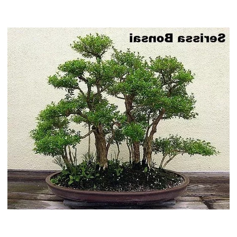 Tree Serissa Tree Pink Mountain House Plant Fairy Garden Plant