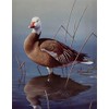 Daniel Smith - Blue Goose Signed Open Edition on Paper