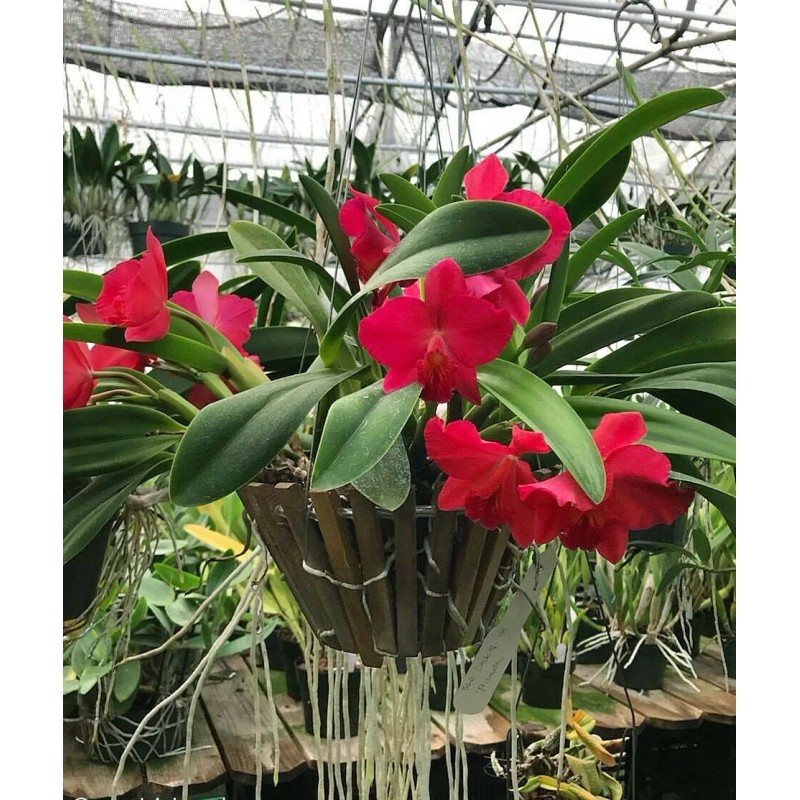 Orchidmate.com Hanging wooden orchid basket - Round 6"