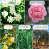 AROMA STICKERS® Original Blend Romance - 100% Natural Essential Oil
