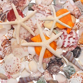 VBNZBK Decorative Shells and Starfish, 3-12 cm, 520 g, Starfish, Beach Shells, Crafts, Large for Vase Fillers, Beach Theme Party, Wedding Decor, DIY Crafts, Fish Tank (Style 2)
