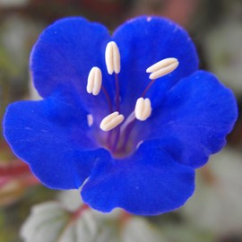 California Bluebell Guerrilla Droppings - Seed Pellets for Guerrilla Gardening (Phacelia campanularia)