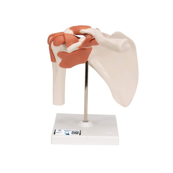 3B Shoulder Joint with Ligaments and Shoulder Joint Function Model