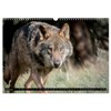 Wolves, Wild Spirits (Wall Calendar 2026 DIN A3 Landscape), CALVENDO