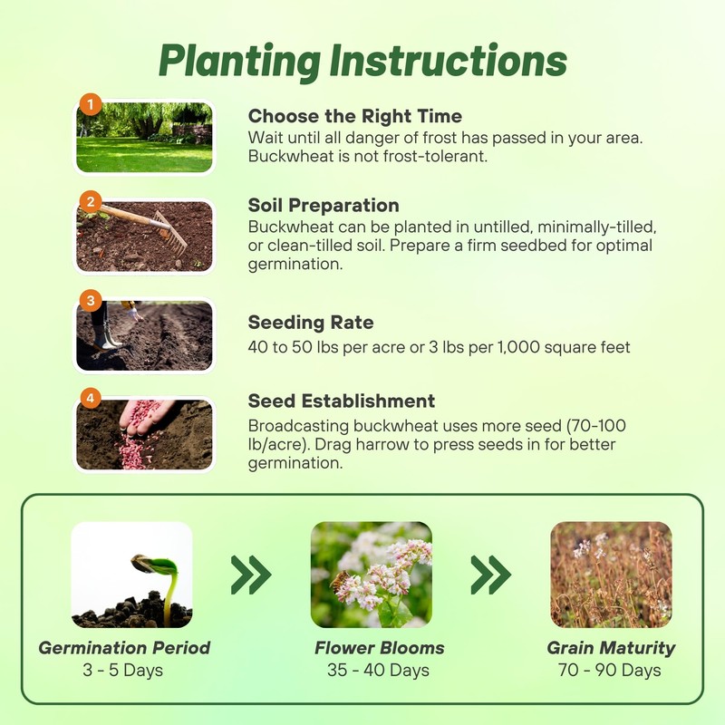 Outsidepride Buckwheat Seeds - 20lbs Annual, Fast-Growing, Easy to Grow