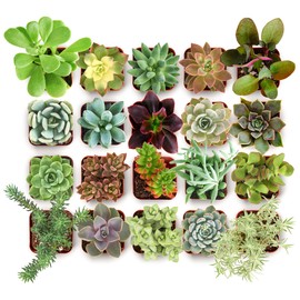 Shop Succulents Collectors Succulent Plant Pack Collection - Live Mini Succulent Plants, Low Maintenance, Colors & Textures - Wedding and Party Favors, Gift & Garden, Pack of 20