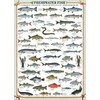 EuroGraphics Freshwater Fish 1000-Piece Puzzle