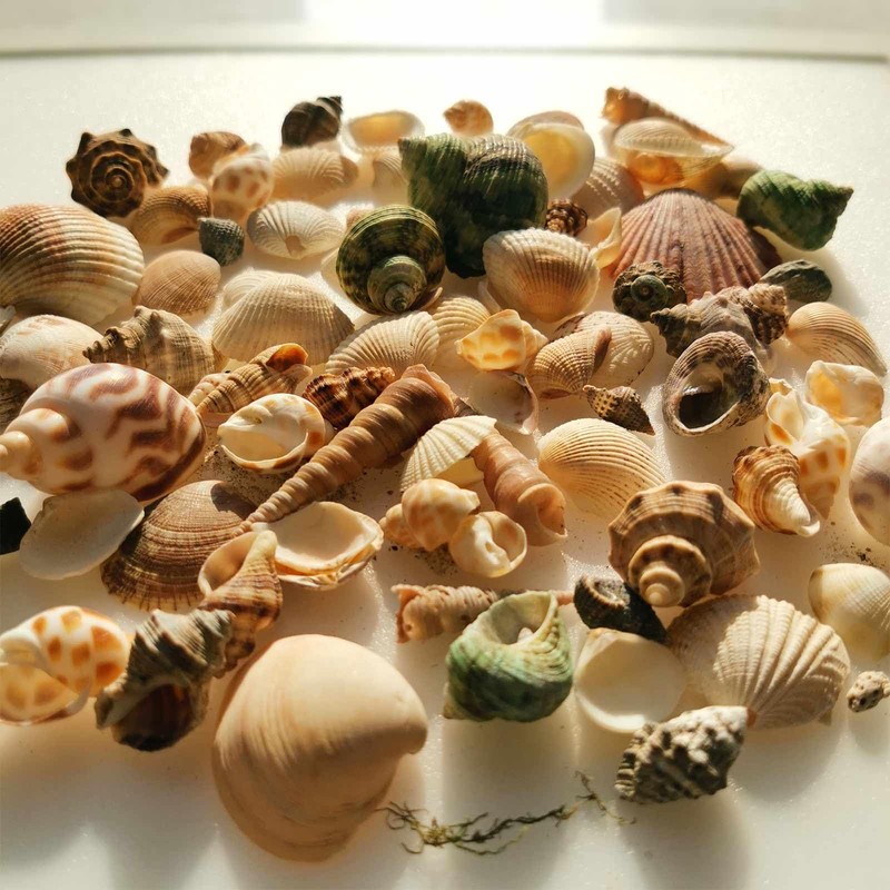 BetterJonny 250+ Grams Sea Shells Mixed Beach Seashells of 2-6