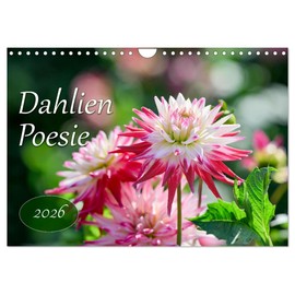 Dahlien Poesie (Wandkalender 2026 DIN A4 quer), CALVENDO Monatskalender: Dahlien im Sonnenlicht, Liebespoesie. (CALVENDO Natur)