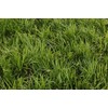 Classy Groundcovers, Liriope spicata, Ophiopogon spicatus (50 Bare Root Plants)