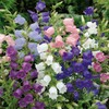 300 Biennial Campanula Canterbury Bells Flower Seeds for Planting
