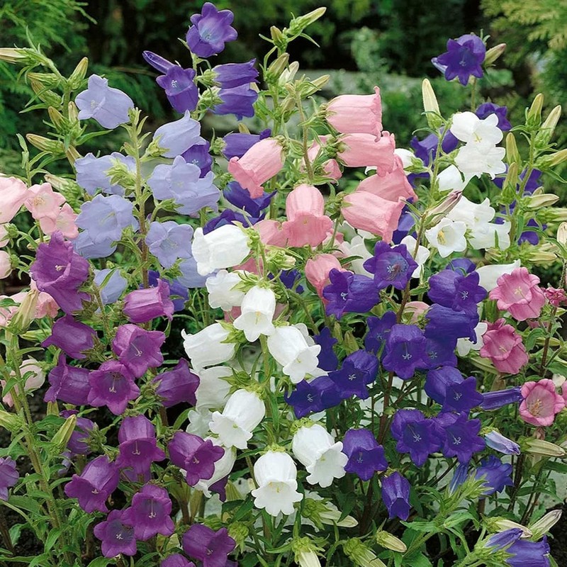 300 Biennial Campanula Canterbury Bells Flower Seeds for Planting