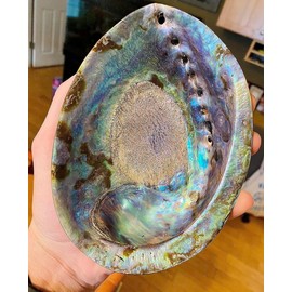 Large Abalone Shell Polished Paua Rainbow LG Sea Green Blue Beach House Zealand