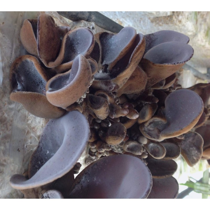 栽培から収穫まですべて国内生産の無農薬 純国産 キクラゲ 粉末（パウダー） 50ｇ×5：食物繊維 ビタミンD カルシウム 鉄分が豊富 (乾燥きくらげ粉末50g×5)