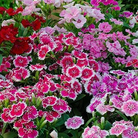 Dianthus Floral Lace Series Flower Seeds - Multi Color Mix - 100 Seeds - Annual Flower Garden Seed - Dianthus chinensis x barbatus
