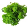 Eurofoto Iceland Moss Preserved – Moss for Crafts and Decoration