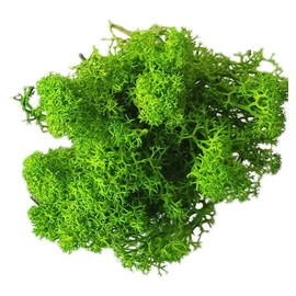 Eurofoto Iceland Moss Preserved – Moss for Crafts and Decoration – Colour: Light Green – Box with 250 g Content