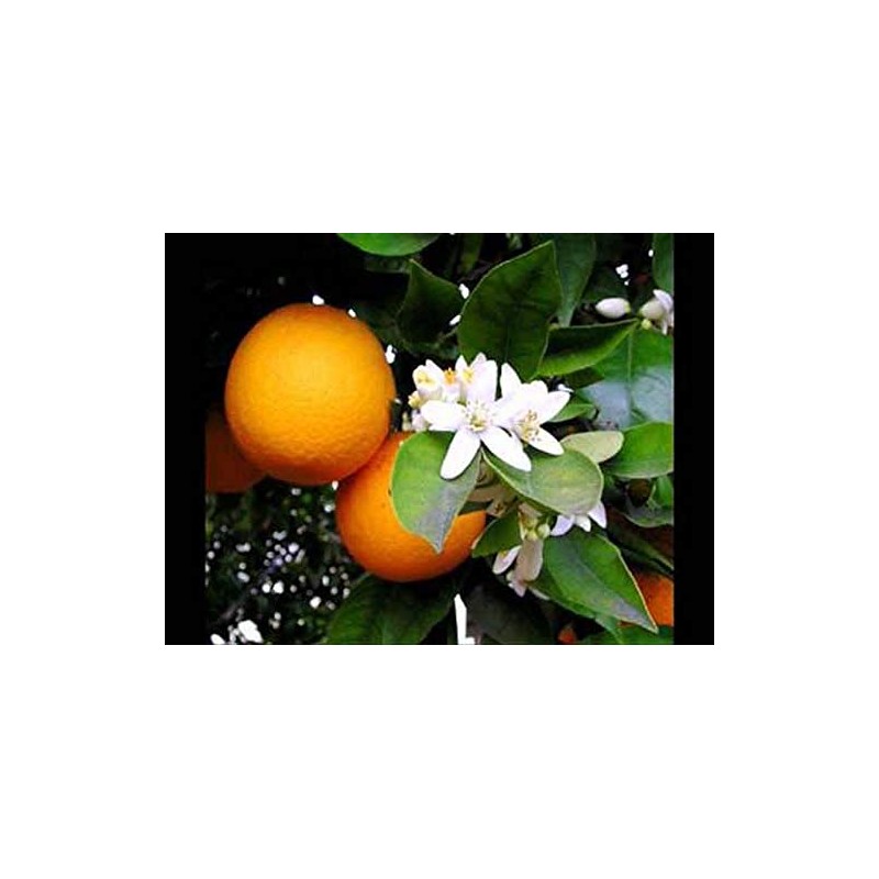 Greek Honey Taygetos Mountain From Orange Trees 460gr 16.22oz Organic