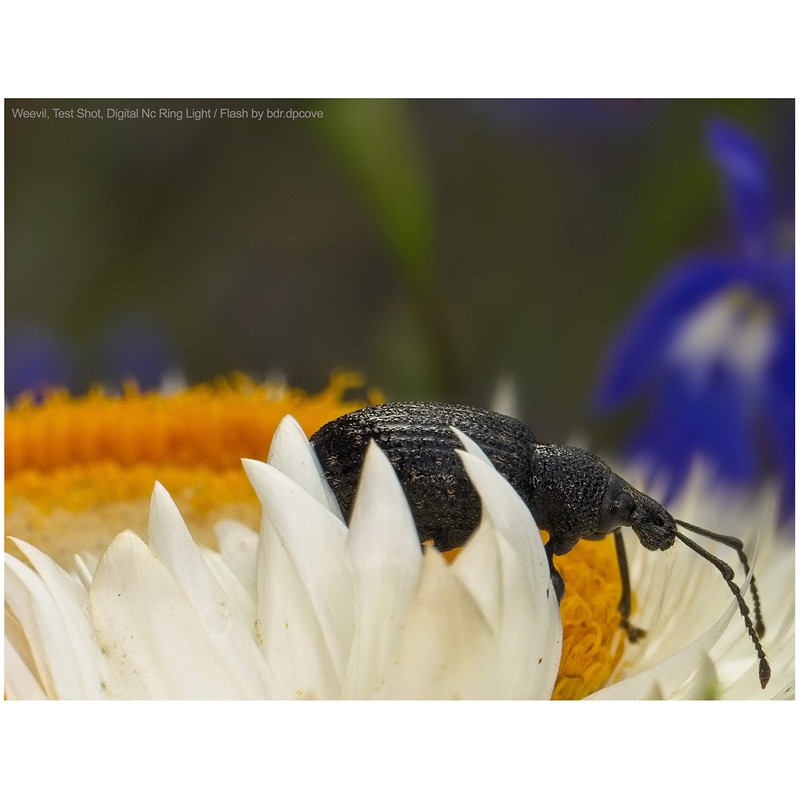 Nikon COOLPIX P900 Dual Macro LED Ring Light