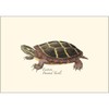 Earth Sky + Water - Freshwater Turtle Assortment Notecard Set