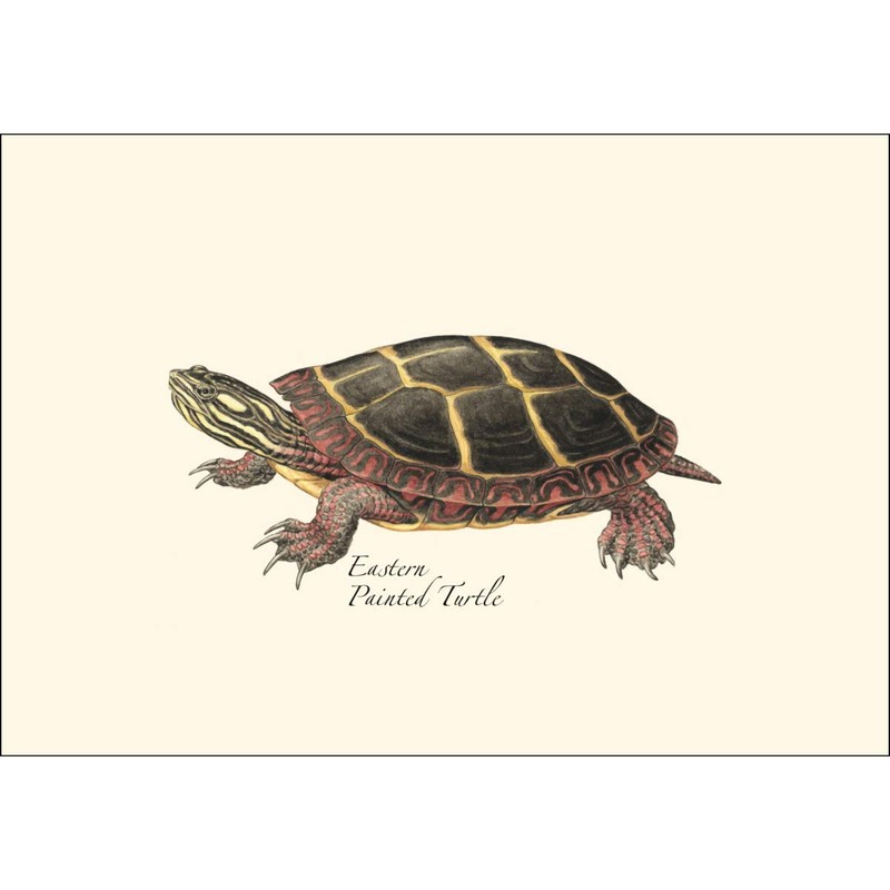 Earth Sky + Water - Freshwater Turtle Assortment Notecard Set
