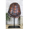 Nautical Marine Faux Alligator Snapping Turtle Shell Sculpture With Pole