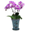 W&W Orchid Pot with Holes and Saucer for Repotting, 6