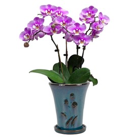 W&W Orchid Pot with Holes and Saucer for Repotting, 6 * 7 Inches, Teal