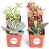 Shop Succulents | Assorted Collection of Live Succulent Plants, Hand