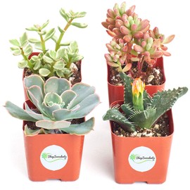 Shop Succulents | Assorted Collection of Live Succulent Plants, Hand Selected Variety Pack of Mini Succulents | Collection of 20