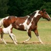 Shampoo Para Caballo Equino 500ml