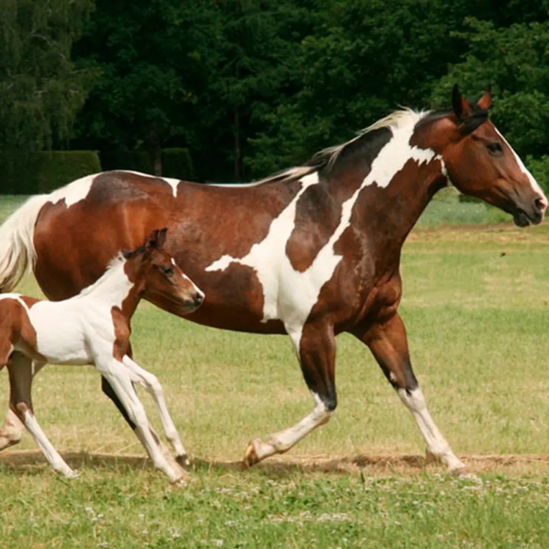 Shampoo Para Caballo Equino 500ml