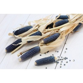 Blue Hopi Corn Seeds - Non-GMO