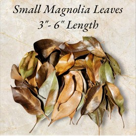 Magnolia Leaf Litter, 55-60 Small 3' - 6" Premium Whole Natural Organic Hand Picked Leaves for Bioactive Enclosures, Reptiles, Amphibians, Terrariums