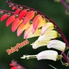 Fairy7Seas Firecracker Vine Seeds- Mina Fire Vine, Spanish Flag Vine,