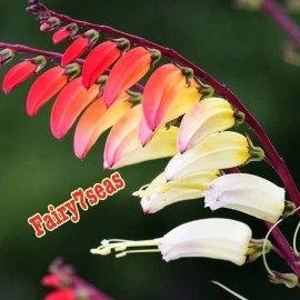 Fairy7Seas Firecracker Vine Seeds- Mina Fire Vine, Spanish Flag Vine, Exotic Love Vine - 10 Seeds