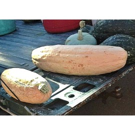 FRONTIER SEED CO USA FANTASTIC FLAVOR Pink Banana Winter Squash 20 Fresh Seeds GOURMET TYPE HEY CHEF!