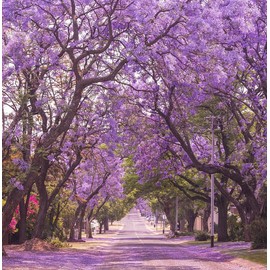 TomorrowSeeds - Jacaranda Purple Tree Seeds - 450+ Count - for 2026 Planting Jacaranda Mimosifolia Black Poui Blue Lavender Flowers Semi-Evergreen Tree Grow Your Own Home Farm Patio Healthy