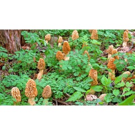 Morel Mushroom Spores in Sawdust Bag Garden Mushrooms Spore Grow Kit Makes 5 gal…