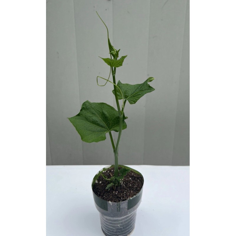 Chayote Plant 1 Chayote Squash Plant With Pot 8” Mirliton