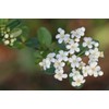 Viburnum Mrs. Schiller's Delight I 1 Large Gallon Size Plant