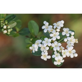 Viburnum Mrs. Schiller's Delight I 1 Large Gallon Size Plant | Live Plants I Dwarf Obovatum I Evergreen Shrub with Fragrant White Blooms, Ideal for Hedges, Borders