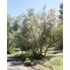 CZ Grain 10 Mountain Mahogany Bush Seeds Cercocarpus betuloides