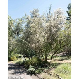 CZ Grain 10 Mountain Mahogany Bush Seeds Cercocarpus betuloides