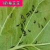 수술후 안대 의료용 보호 눈 플라스틱 방수 안대 투명 5개